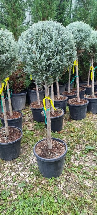 Tuia magnoli artar japonez mesteacăn tei platani