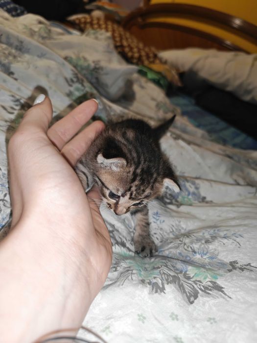 Căutăm căsuțe iubitoare pentru 3 fetițe adorabile!