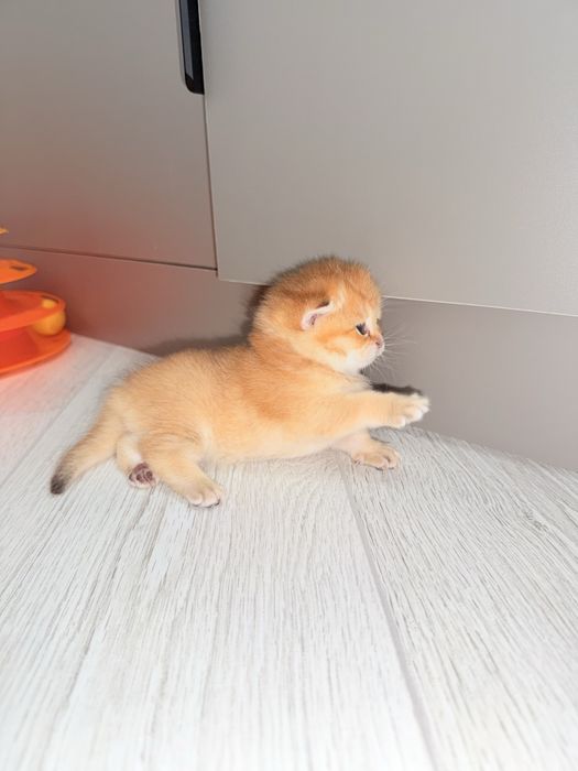 Продается Британские шиншиллы