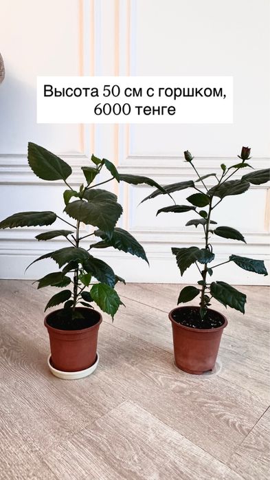 Махровый гибискус (китайская роза)