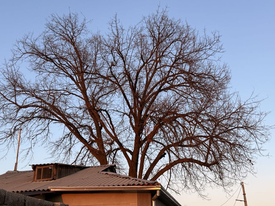 Дубовое дерево ,дерево дуб