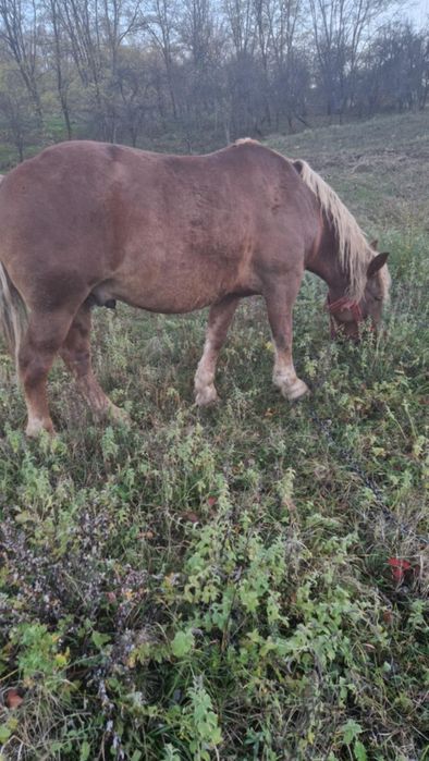 Cal de vanzare mai multe detali la numarul de telefon