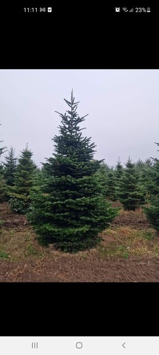 Plante ornamentale Palmieri  Catalpa Leylandii