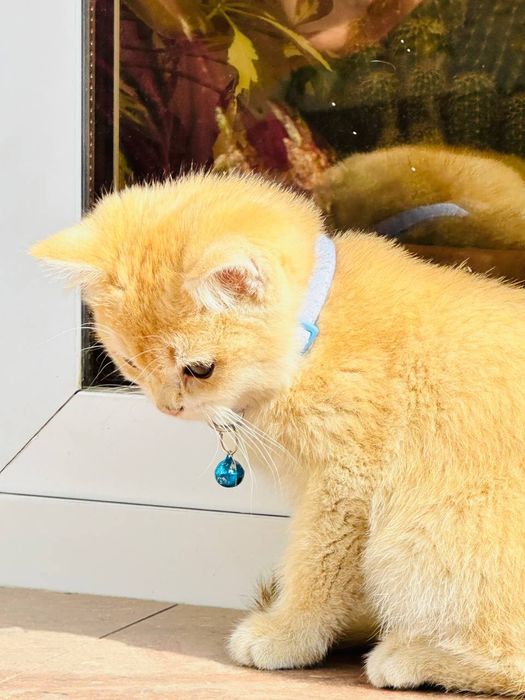 Золотая Шиншыла N12 сотилад!