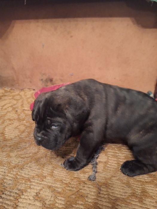 Кане Корсо италяно