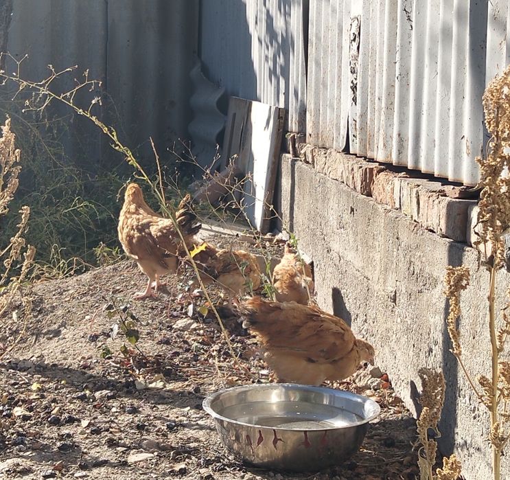 Продам цыплята кученский.