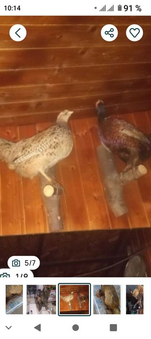 vând  diverse  piese de colecție taxidermie