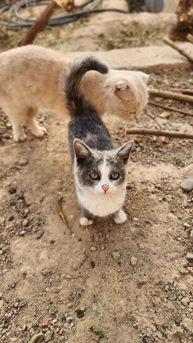 Кошка мушук сотилади