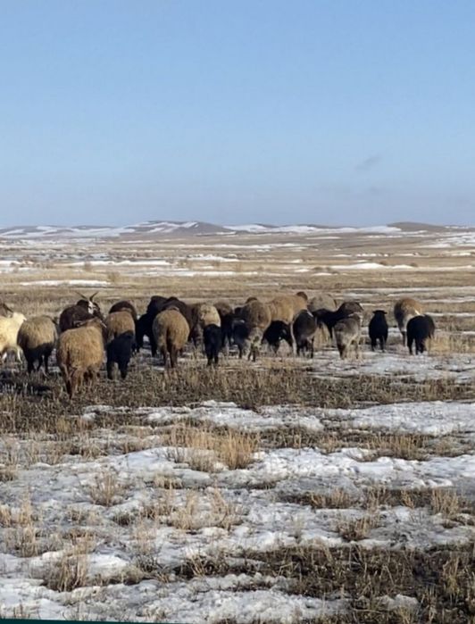 Кой сатылады, Продается Бараны