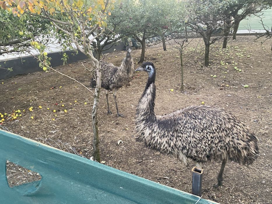 Vand struti emu sau schimb