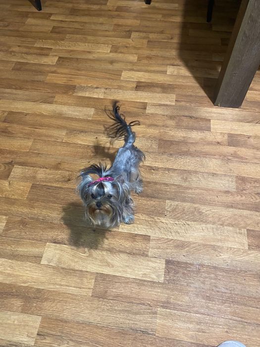 Микро йорк беби фейс