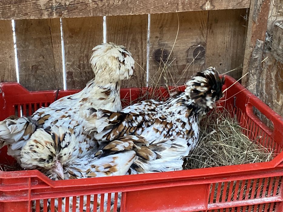 Oua Australorp alb