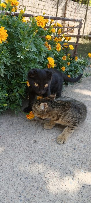 Продаются котята , оба мальчика.