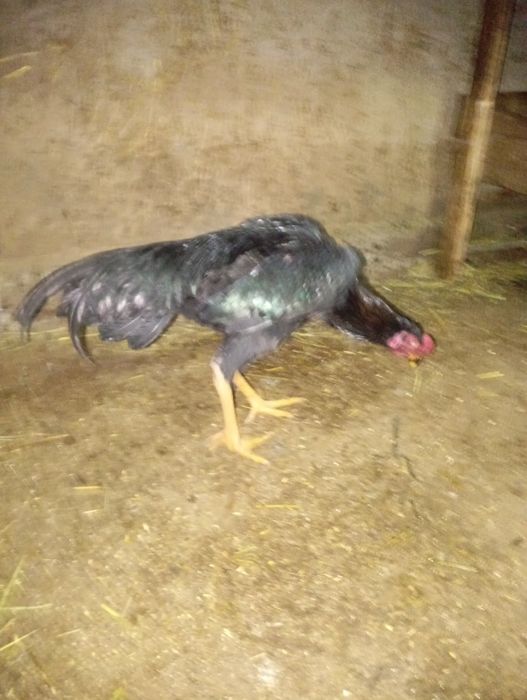 Ассаламу Алейкум! Продам Шамо