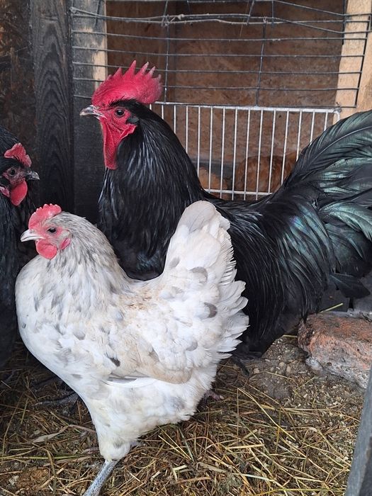 Australorp ouă pentru incubat