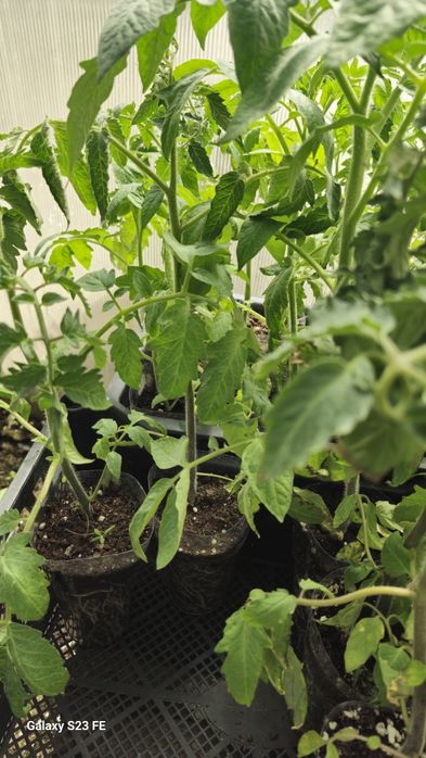 Продам раннюю рассаду