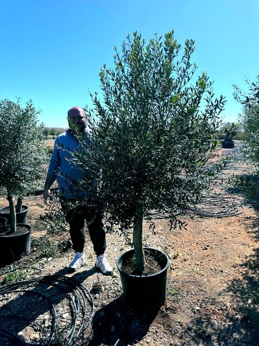 Maslini Olea Europaea 2m - 3m