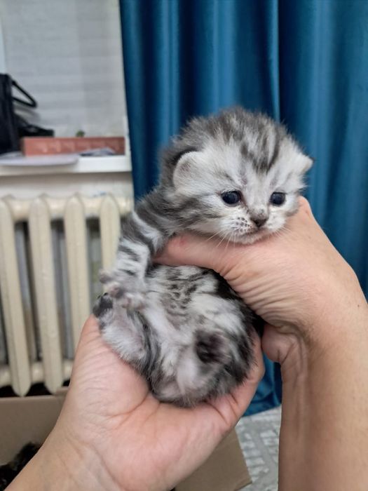 Продам котёнка шотландский