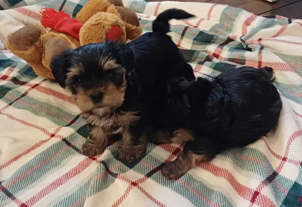 Йоркширски териер