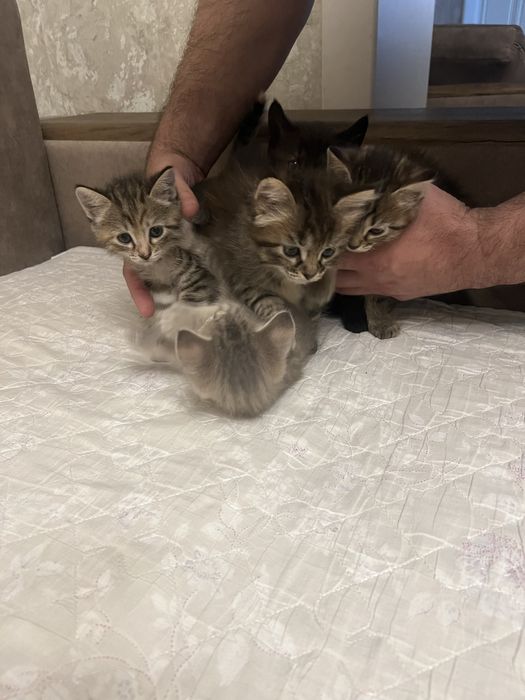 Котята 3 девочки отдам в добрые руки!!!