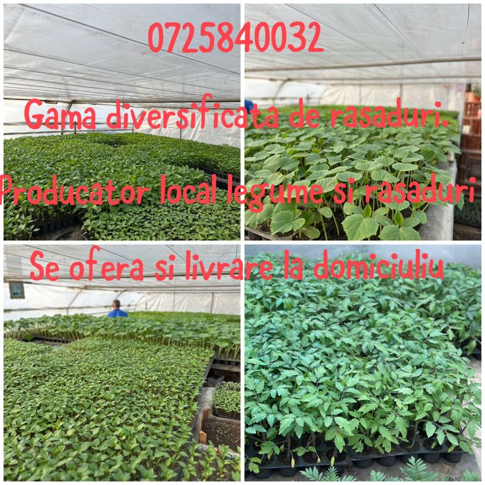 Rasad rosii castraveti ardei vinete (producator local)