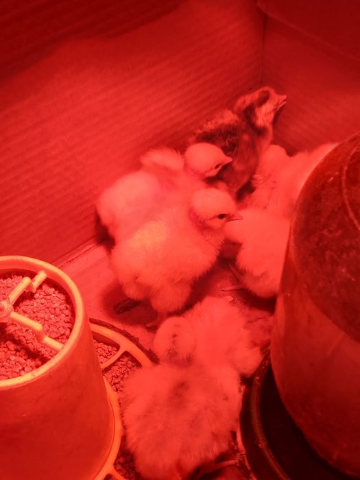 Балапан сатамын.Продам цыплят