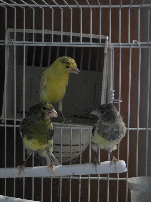 Vând canari timbrado