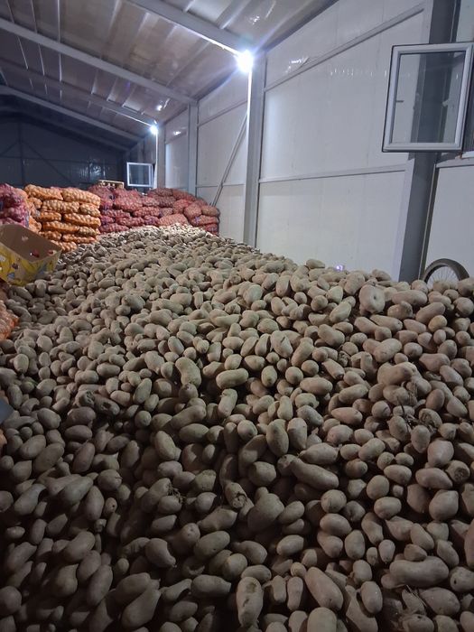 Cartofi albi și rosu cantitate  mare preț 1.5