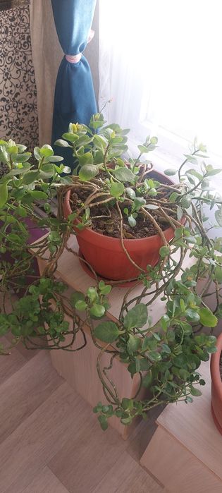 Продам  комнатных цветов