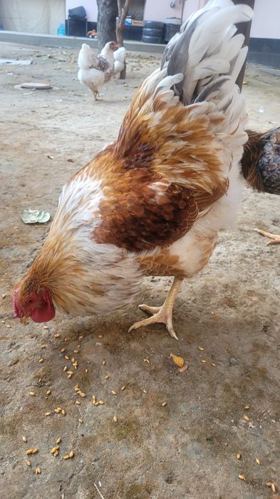 Wyandotte 1+1 sotiladi