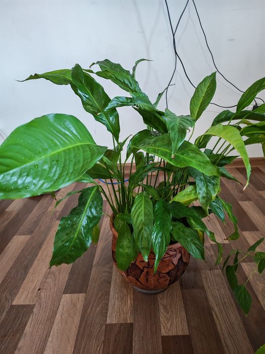 Комнатные цветы, цены от 2000