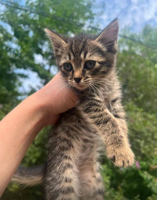 Котята в хороший руки