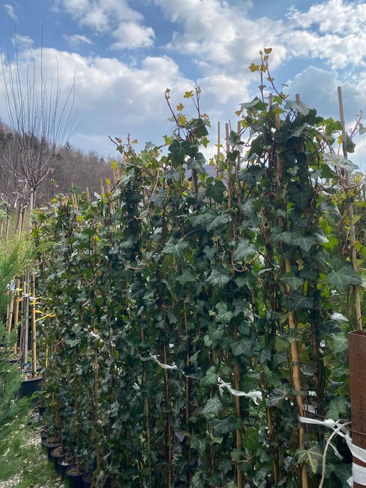 Amenajează-ți Grădina cu Plante Ornamentale