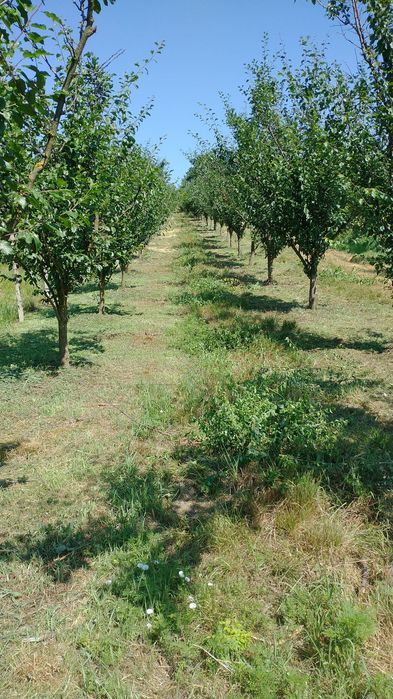 Vând teren intravilan