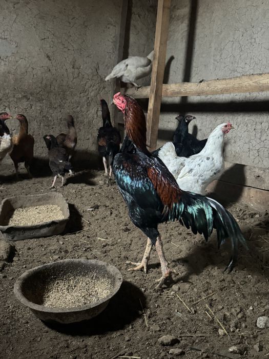 Продам дакан питух