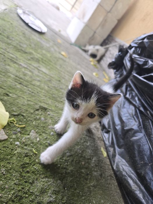 Pisoi spre adopție