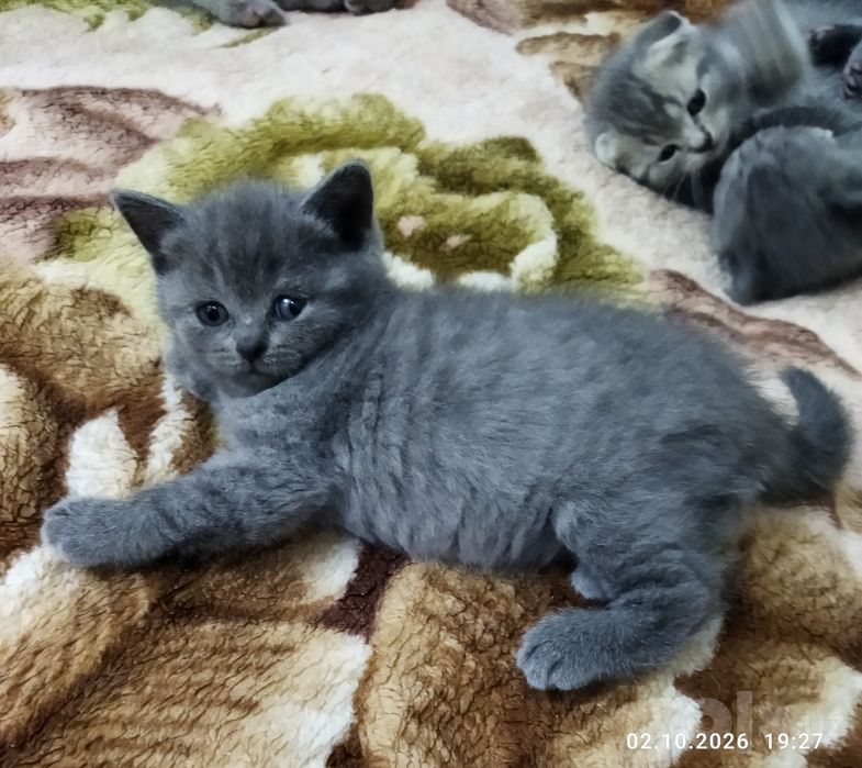 Продаются котята