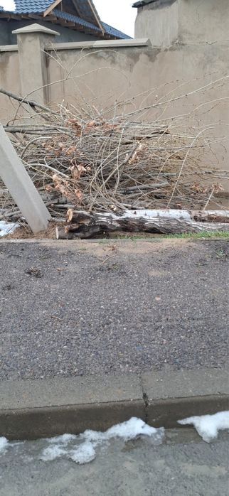 Тополь на дрова распиленный