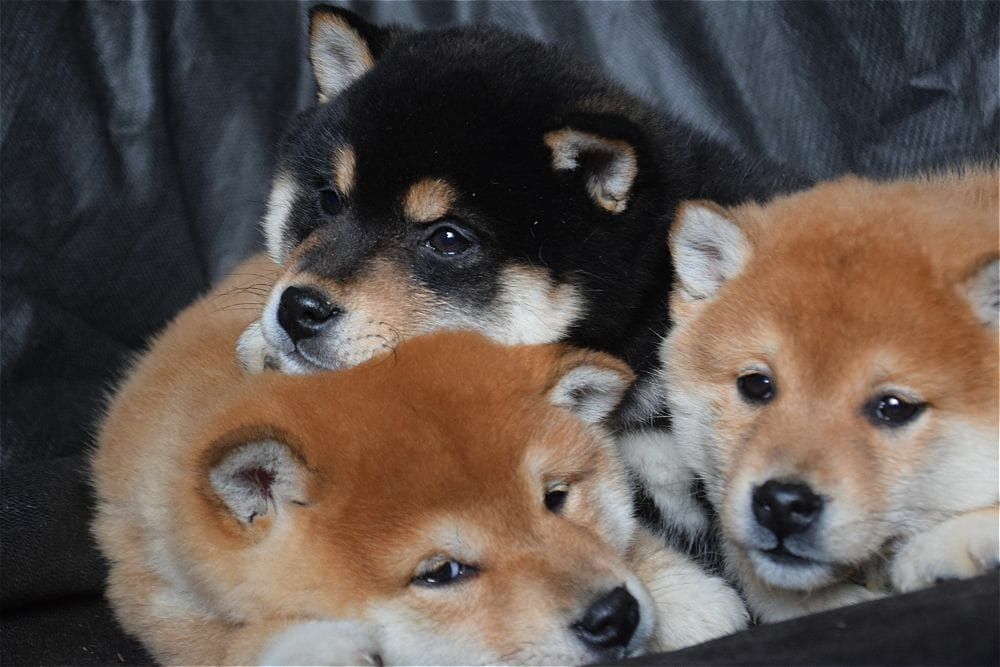 японские сибушки