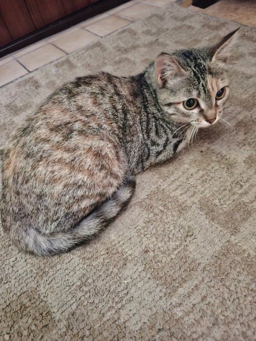 Отдам котёнка девочку