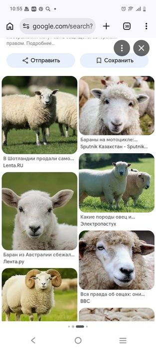 Продам баран на айт за 120000