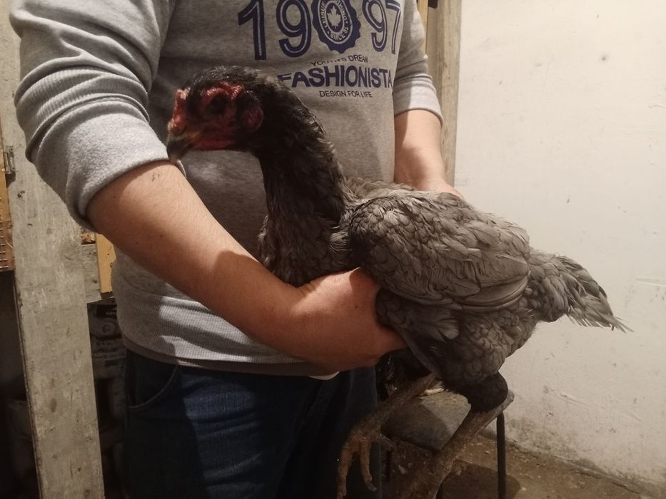 Даканы даканка 2года