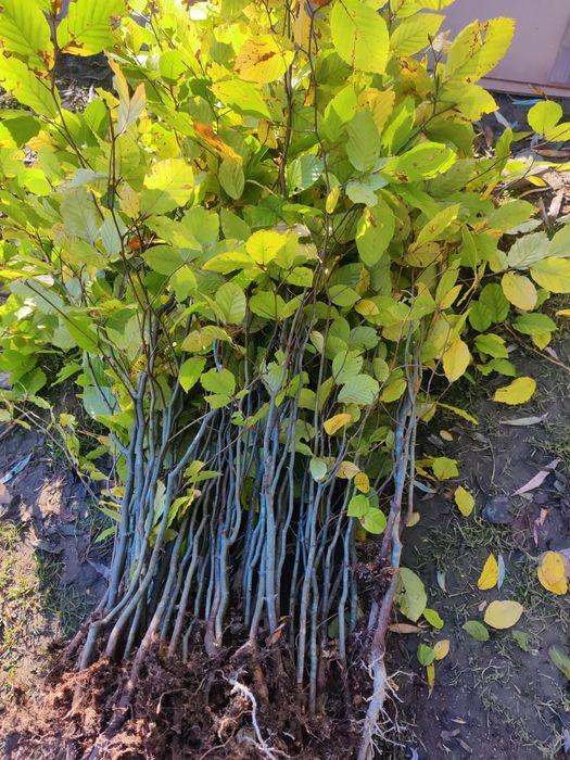 Vindem puieți forestier pentru împădurire