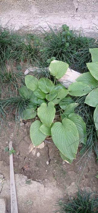 Садовые растения