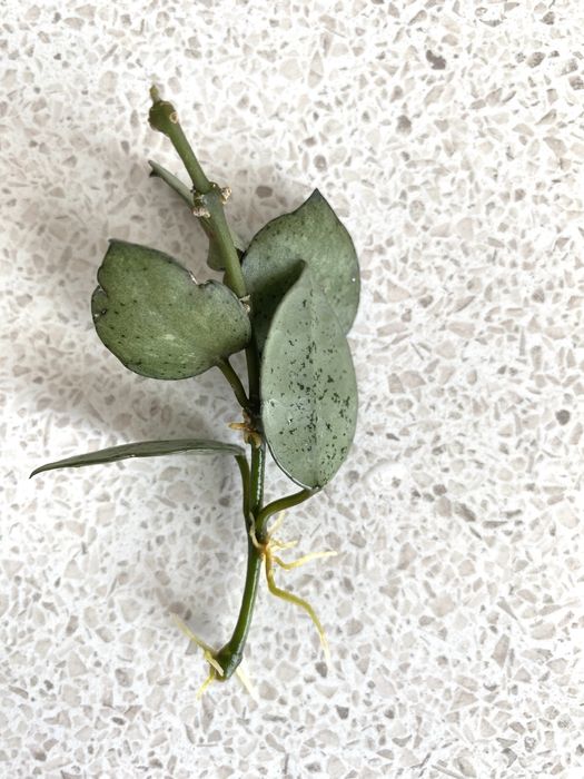 Продам укорененные черенки растений