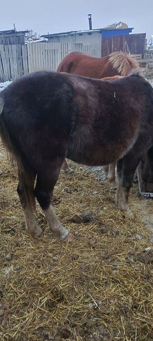 Продам жеребчика