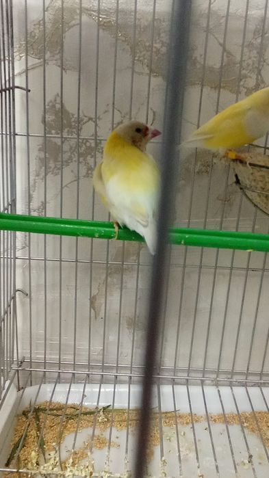 Privaznoy quwla sotladi