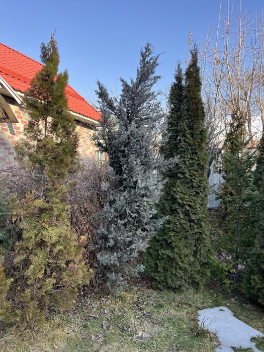 Пихты, Туи, можжевельники