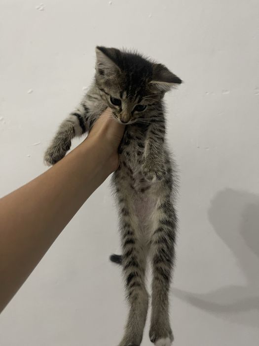 Отдам кошки в добрые руки