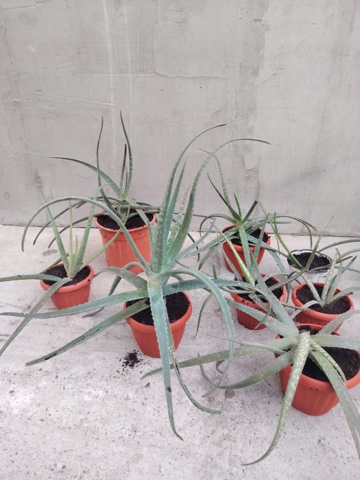 Алое вера лечебная, сорт американский.